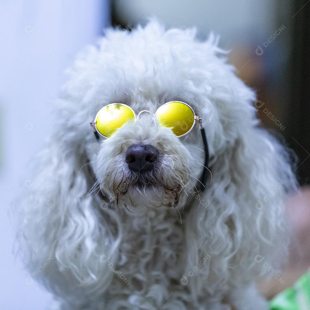 Cão usando óculos escuros Imagem JPG