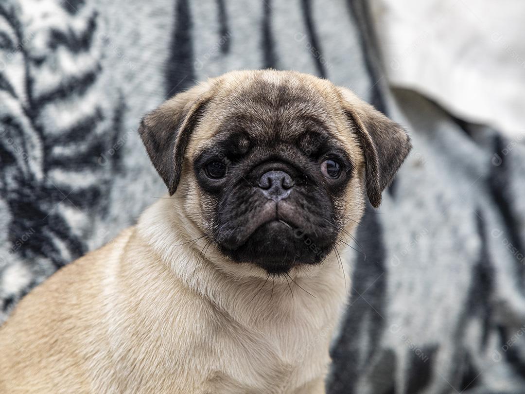 Closeup no cão pug, bebê com olhos grandes Imagem JPG