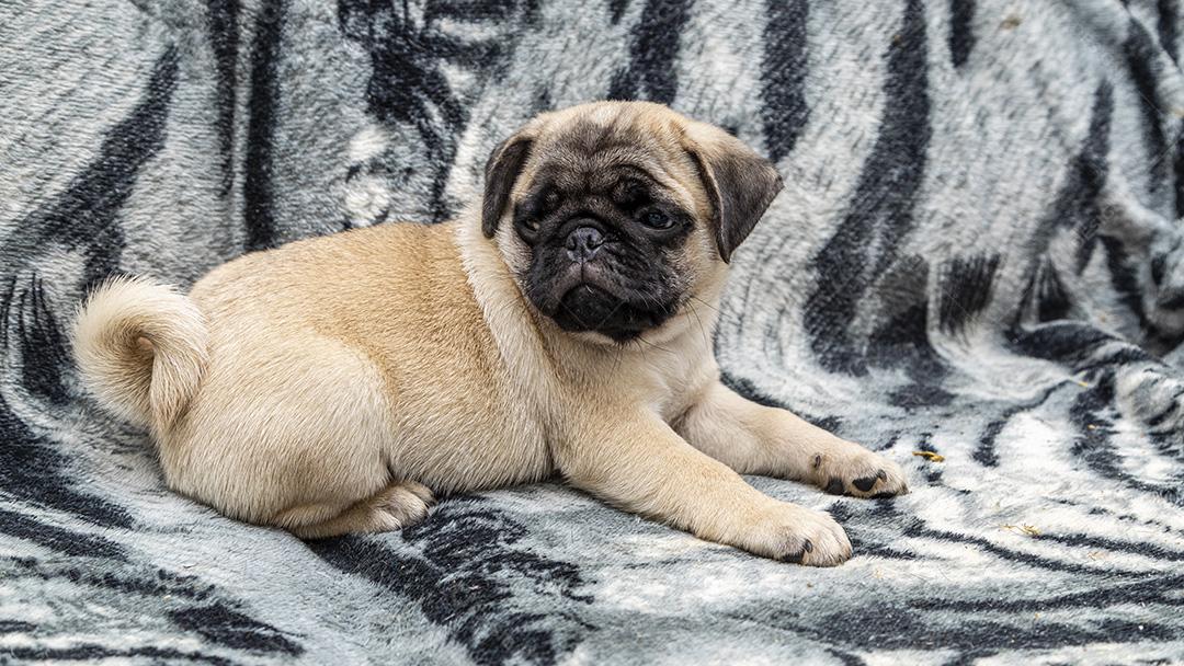 Closeup no cão pug, bebê com olhos grandes Imagem JPG