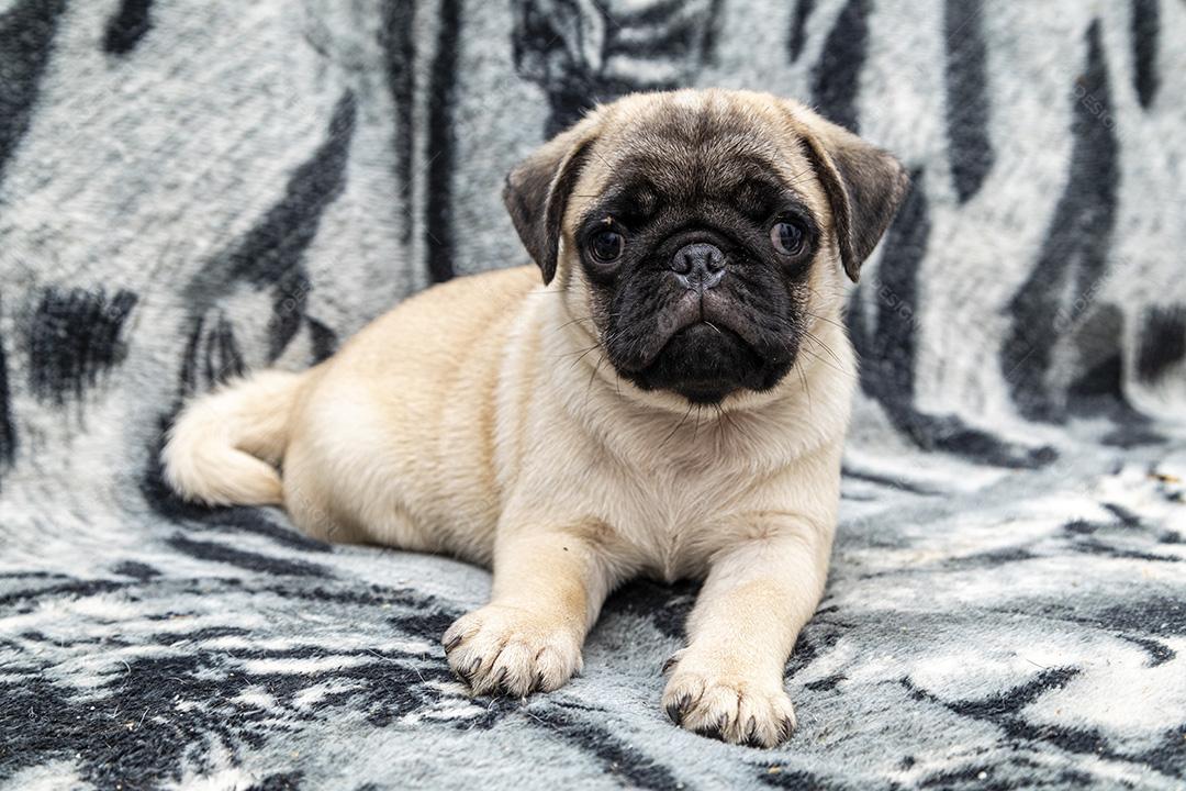 Closeup no cão pug, bebê com olhos grandes Imagem JPG