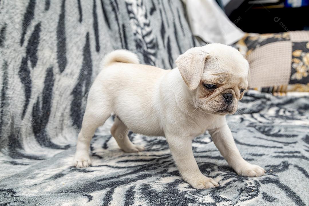 Closeup no cão pug, bebê com olhos grandes Imagem JPG