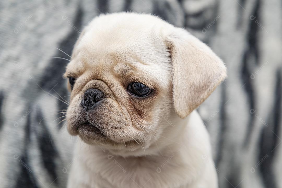 Closeup no cão pug, bebê com olhos grandes Imagem JPG