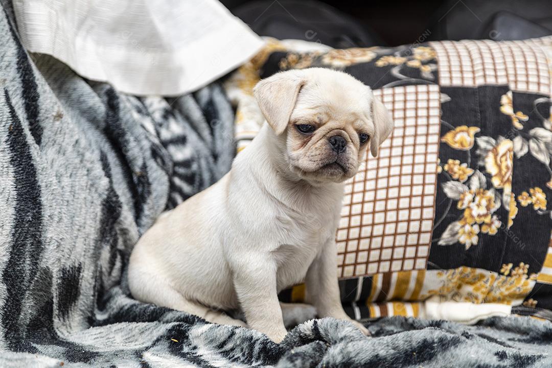 Closeup no cão pug, bebê com olhos grandes Imagem JPG