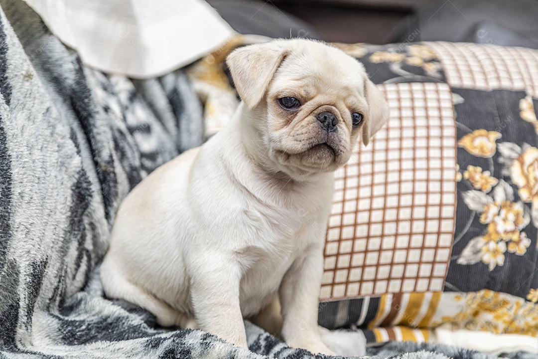 Closeup no cão pug, bebê com olhos grandes Imagem JPG