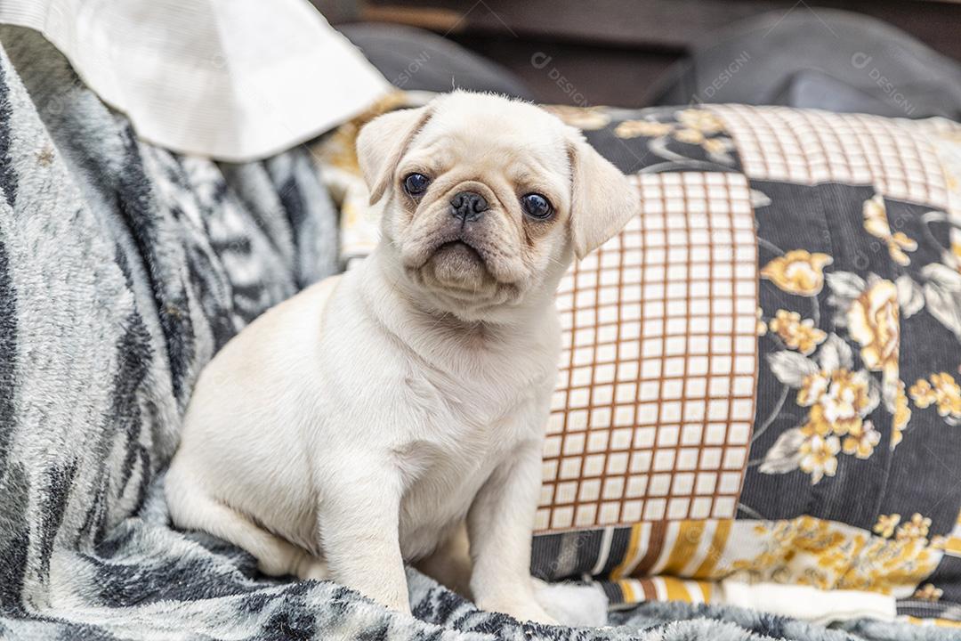 Closeup no cão pug, bebê com olhos grandes Imagem JPG