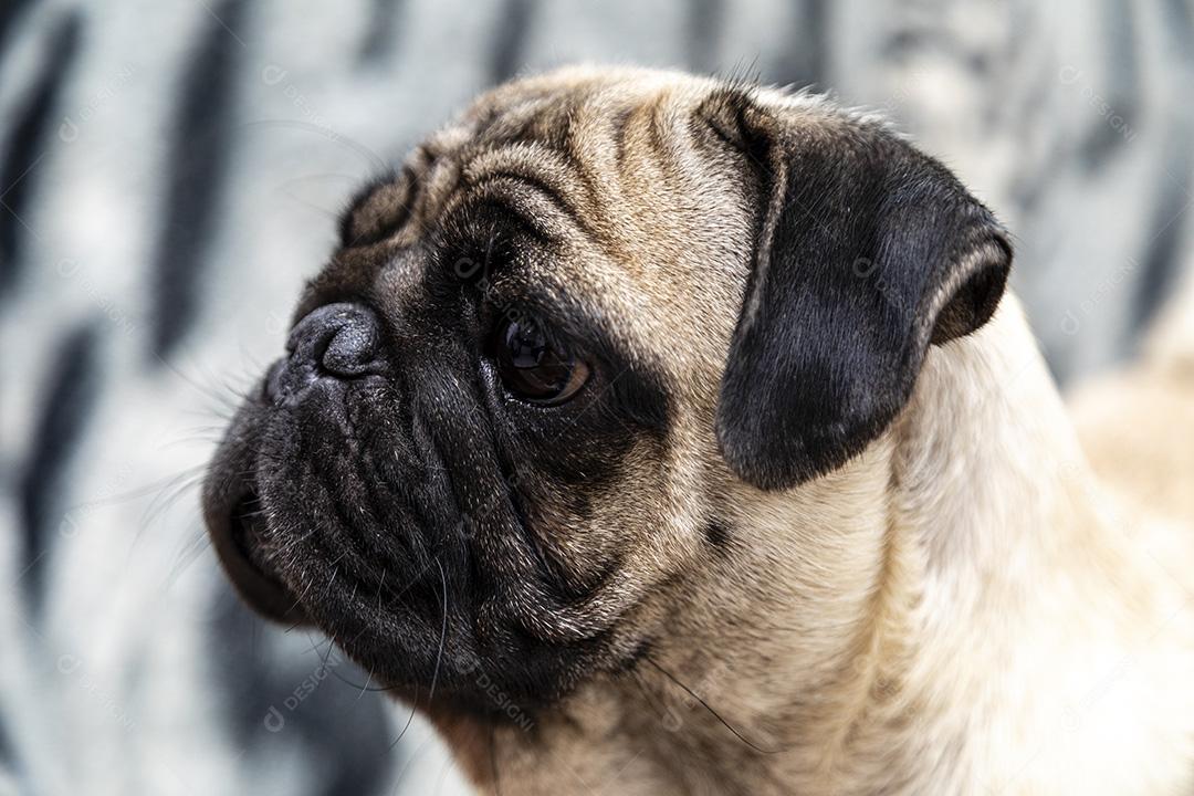 Closeup no cão pug, bebê com olhos grandes Imagem JPG