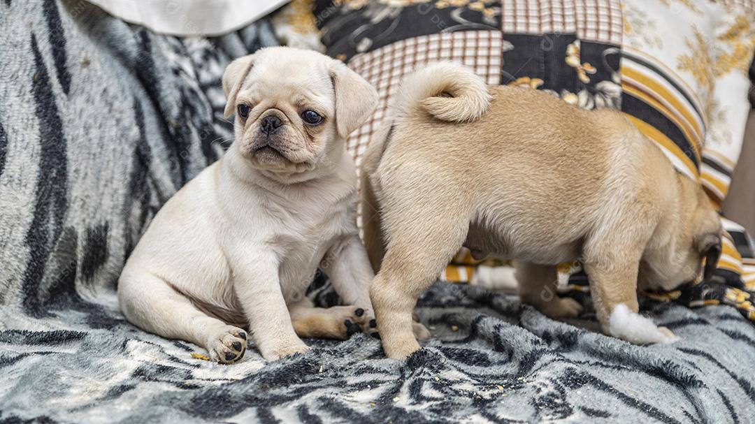 Closeup no cão pug, bebê com olhos grandes Imagem JPG