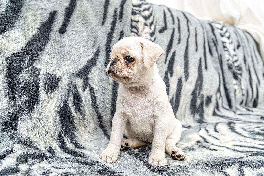 Closeup no cão pug, bebê com olhos grandes Imagem JPG