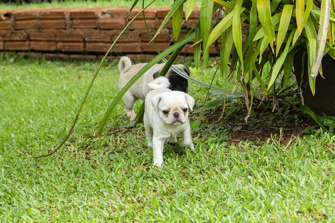 Lindos filhotes de pug brincando no jardim Imagem JPG