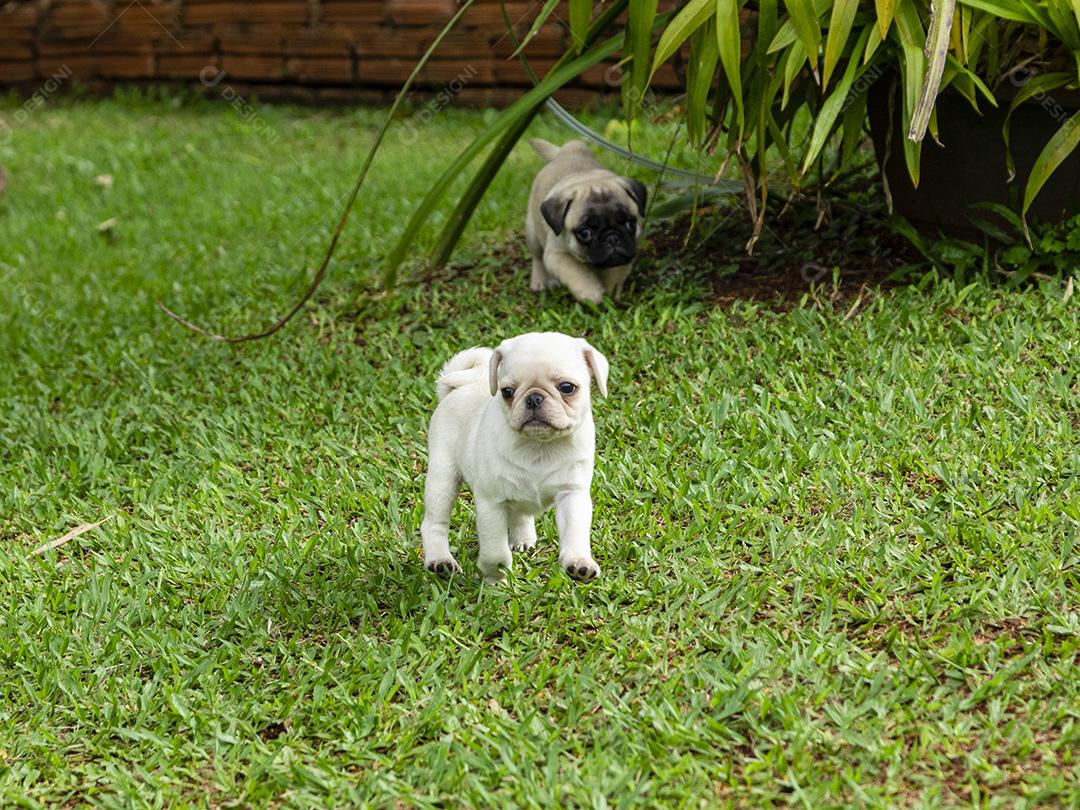 Lindos filhotes de pug brincando no jardim Imagem JPG