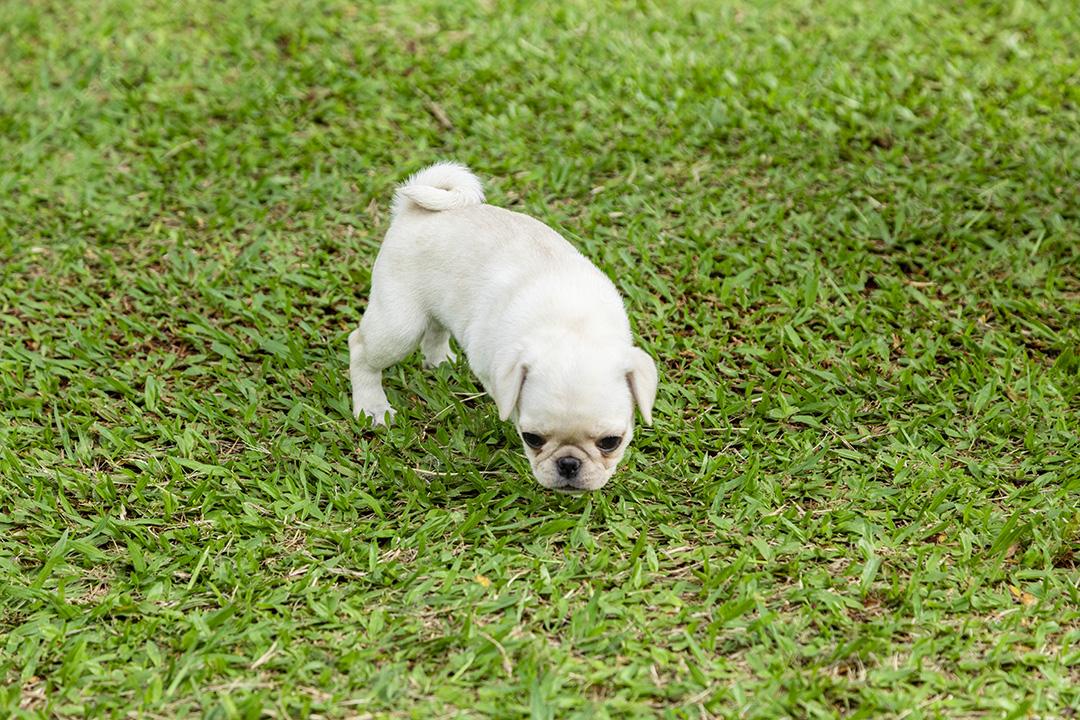 Lindos filhotes de pug brincando no jardim Imagem JPG