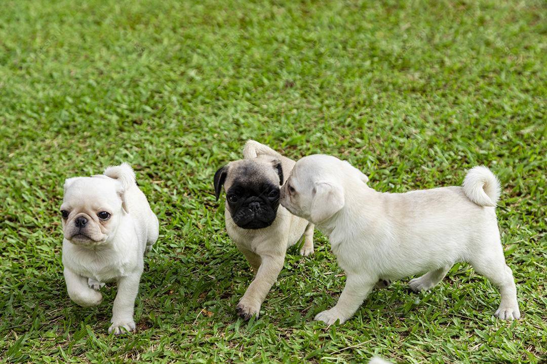 Lindos filhotes de pug brincando no jardim Imagem JPG