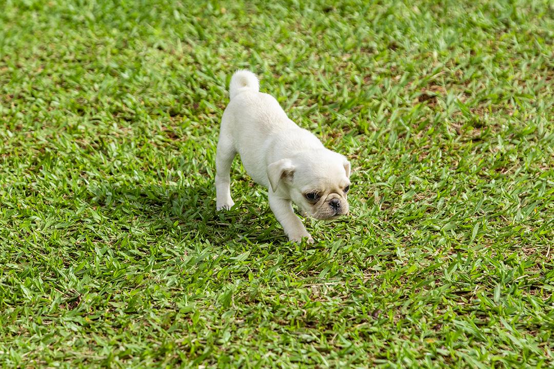Lindos filhotes de pug brincando no jardim Imagem JPG