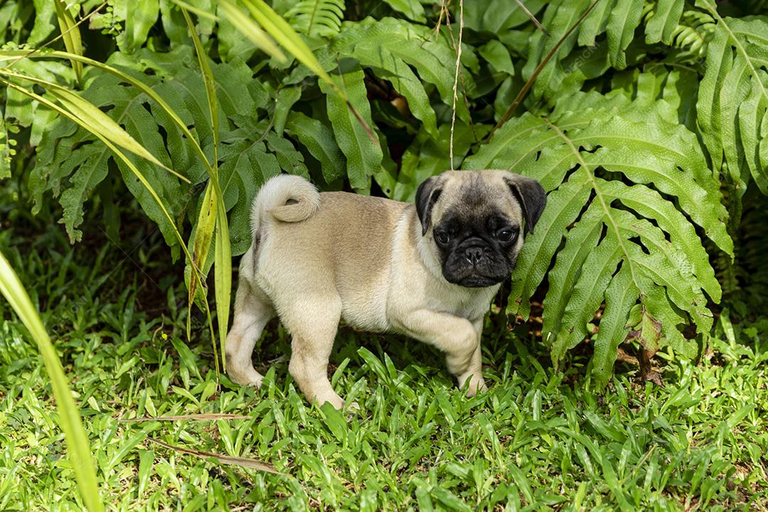 Lindos filhotes de pug brincando no jardim Imagem JPG