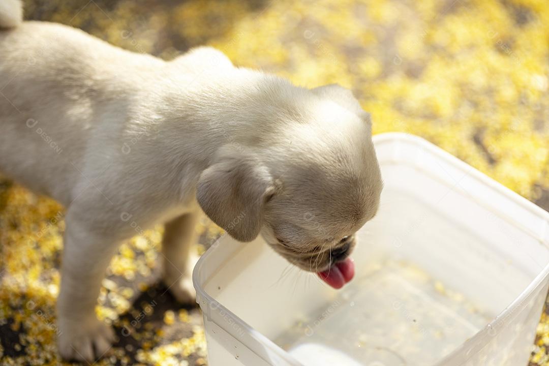 Água potável de cachorrinho pug fofo Imagem JPG