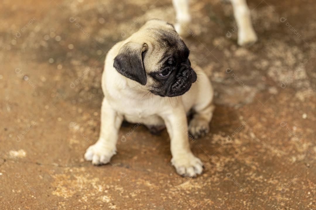 Filhote de cachorro fofo deitado no chão de cimento Imagem JPG