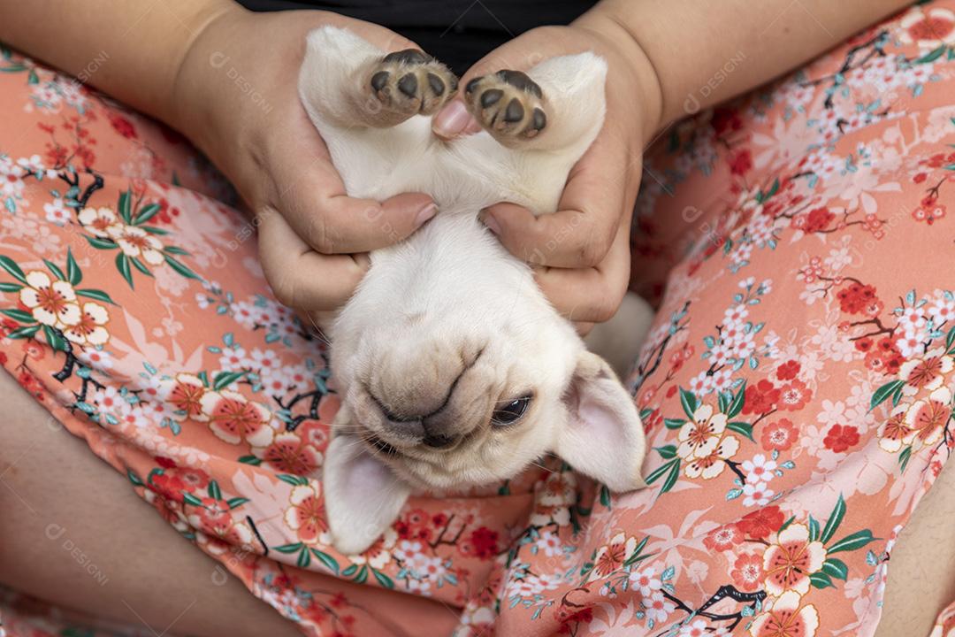 Fotos Filhote de pug de barriga fofo recebendo massagem pela mão de uma pessoa