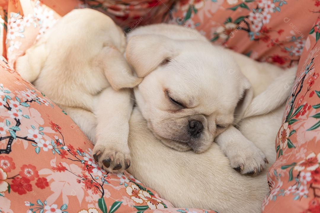 Filhotes de pug fofos dormindo todos juntos Imagem JPG