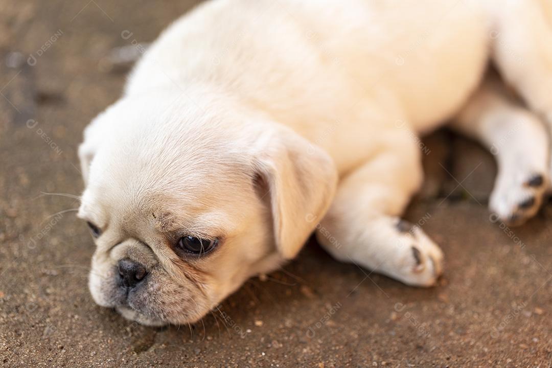 Fotos Filhote de cachorro fofo deitado no chão de cimento