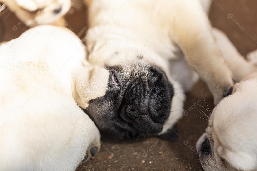 Pictures Cute puppy lying on the cement floor