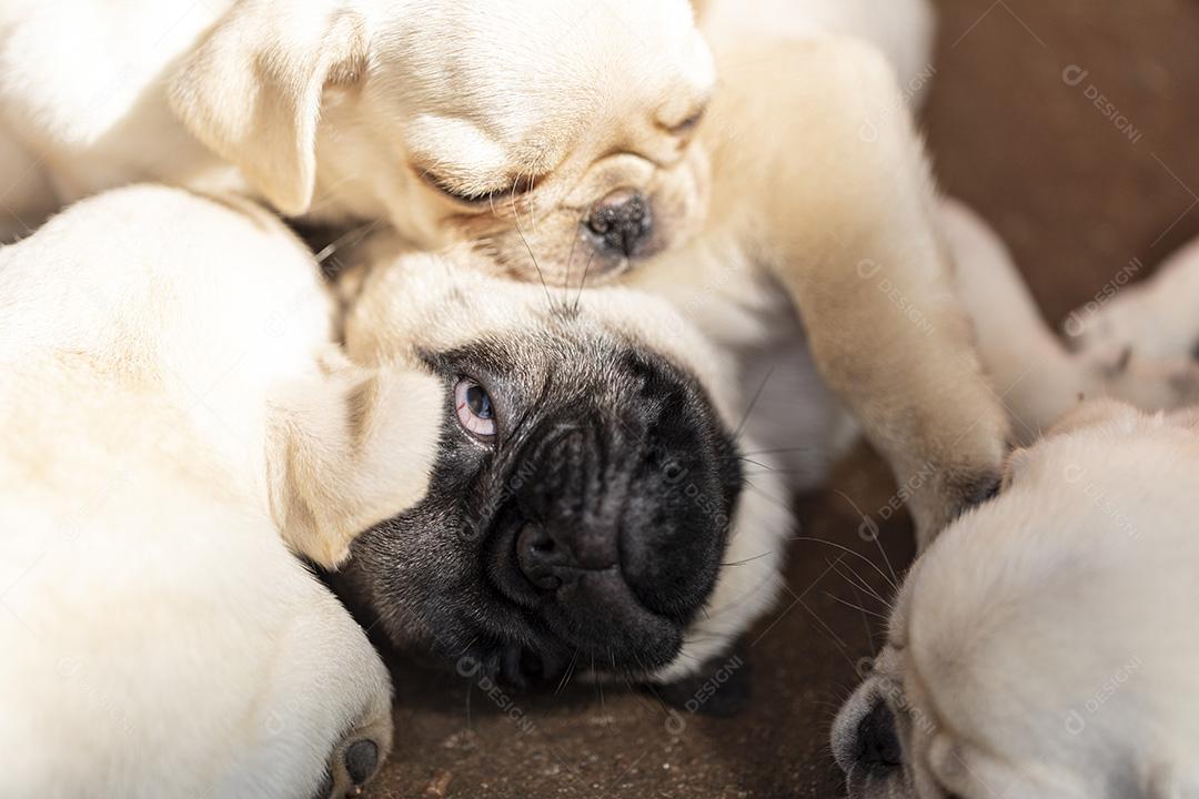 Fotos Filhote de cachorro fofo deitado no chão de cimento