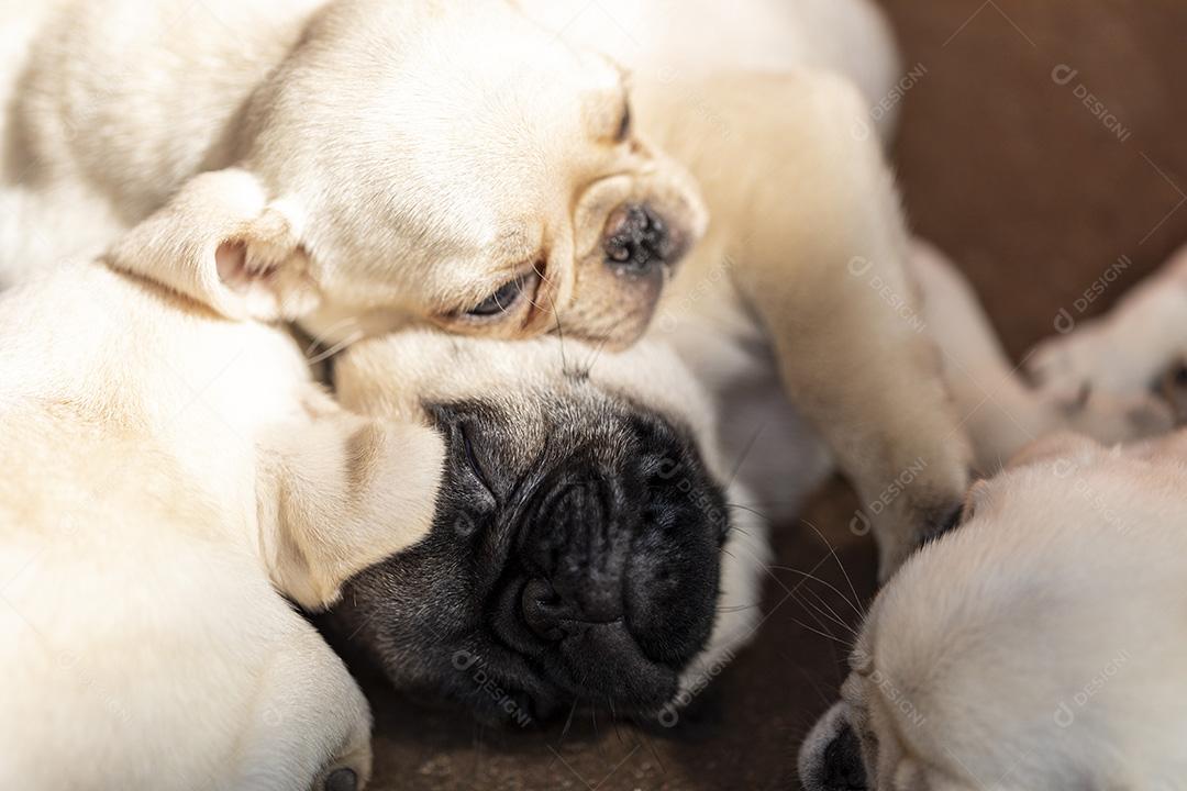 Fotos Filhote de cachorro fofo deitado no chão de cimento