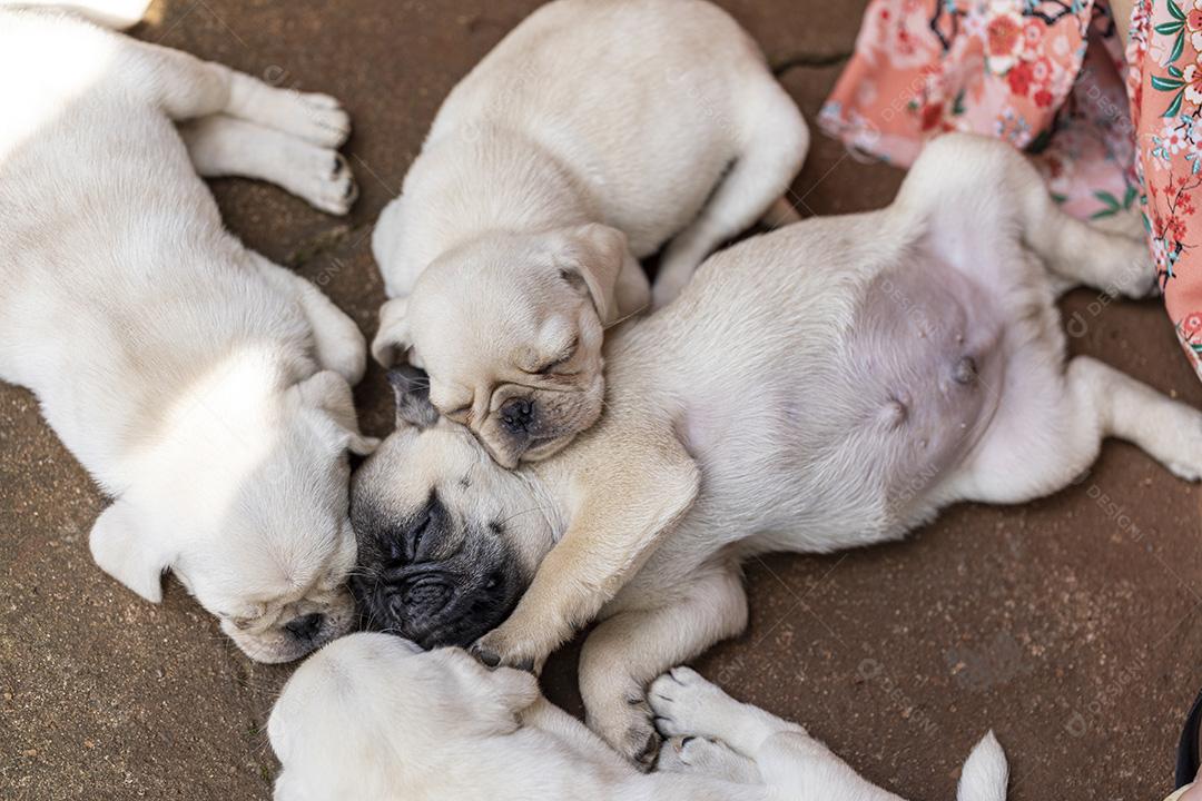 Fotos Filhote de cachorro fofo deitado no chão de cimento