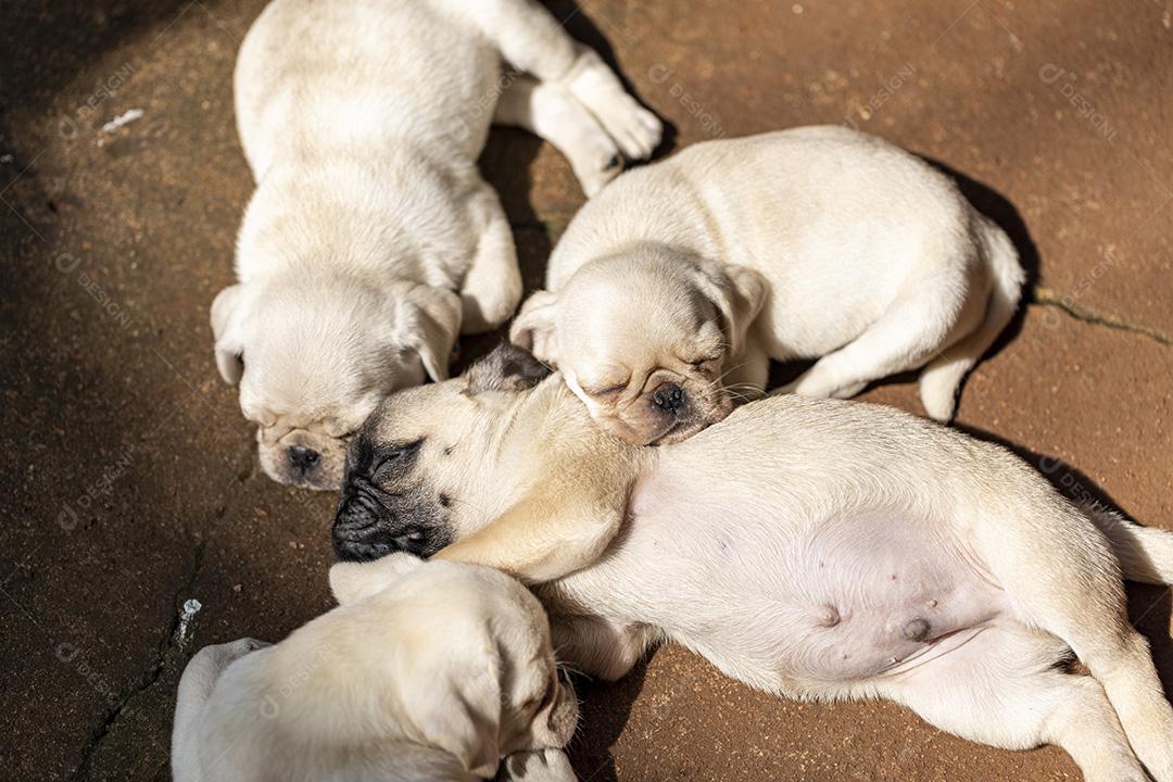 Pictures Cute puppy lying on the cement floor