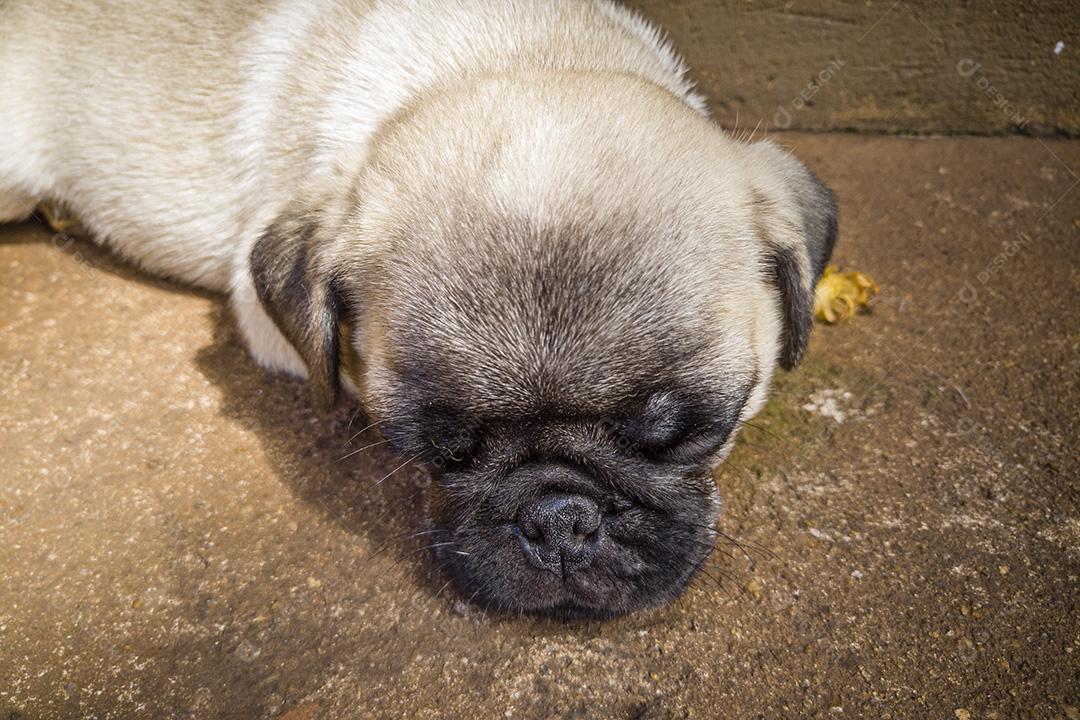 Fotos Filhote de cachorro fofo deitado no chão de cimento