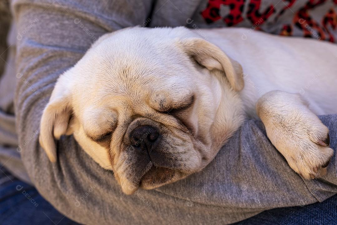 Cão pug branco deitado no colo de uma pessoa Imagem JPG