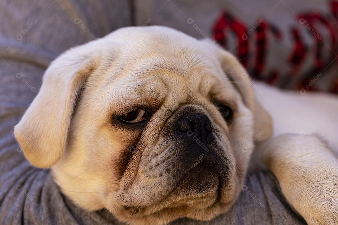 cachorro pug deitado em um colo fotos imagem