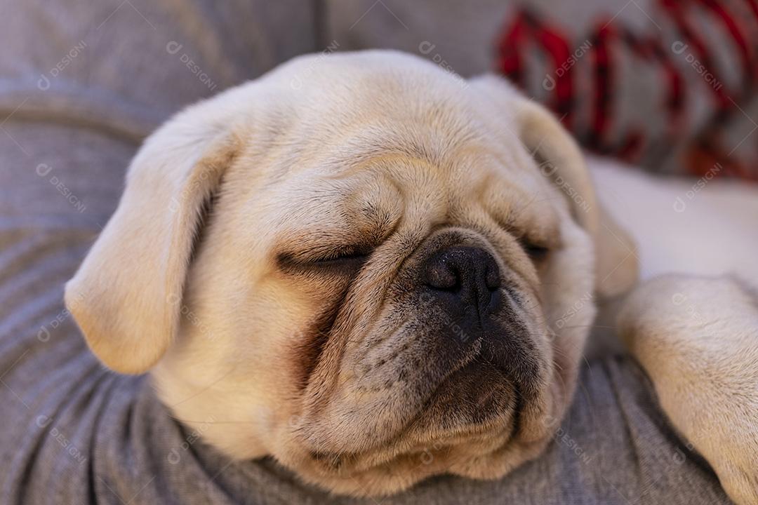 Cão pug branco deitado no colo de uma pessoa Imagem JPG