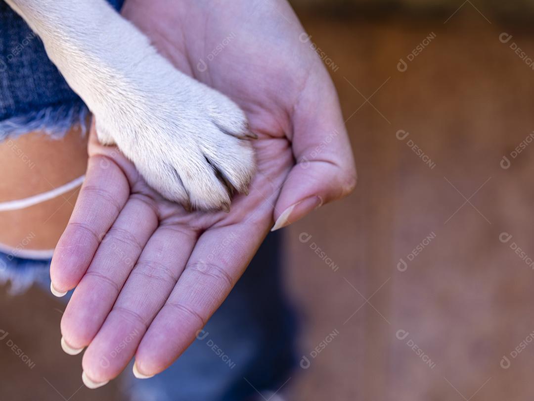 Mão feminina e pata de cachorro. O cão é amigo do homem Imagem JPG