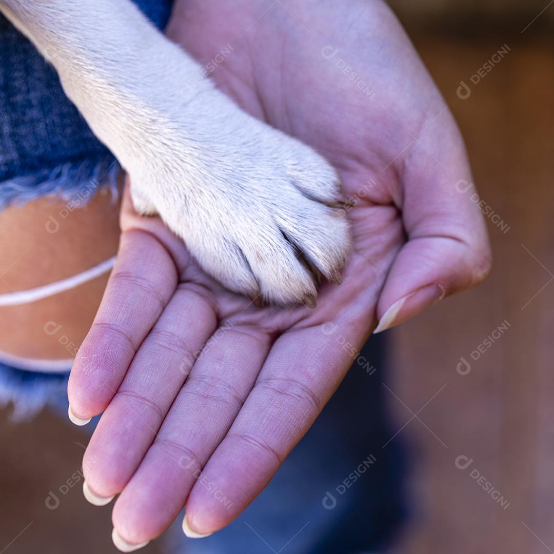 Mão feminina e pata de cachorro. O cão é amigo do homem Imagem JPG