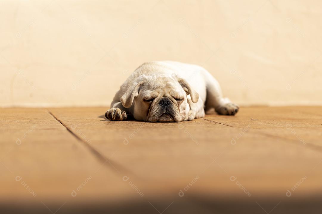 Cão de raça pug branco deitado tomando sol Imagem JPG