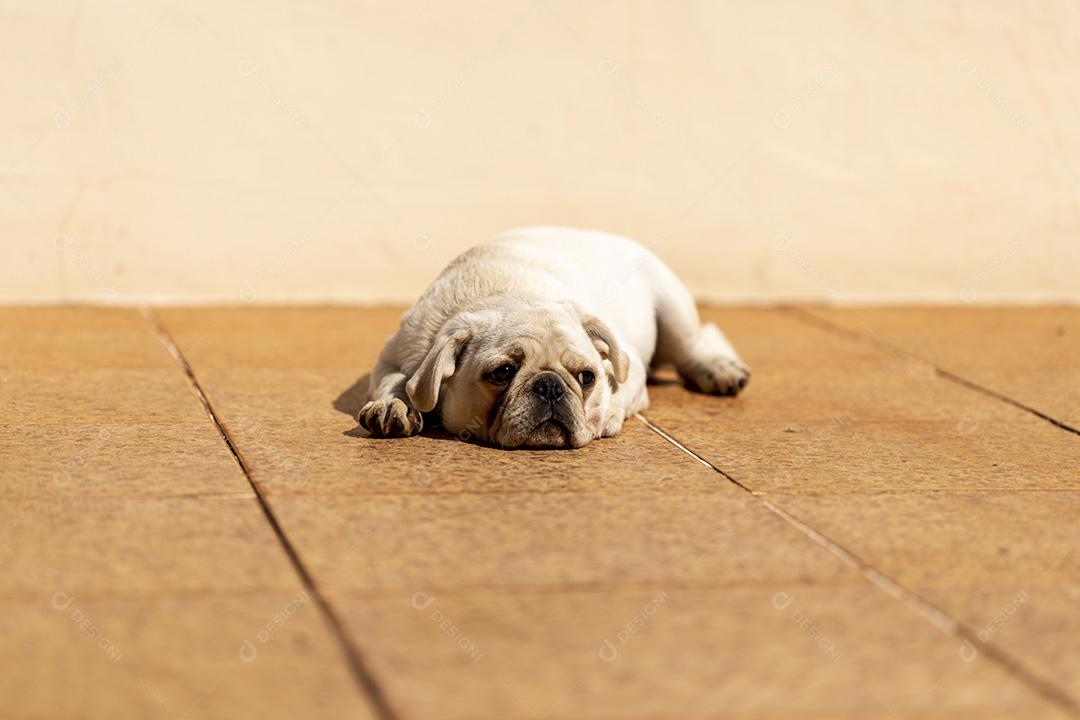 Cão de raça pug branco deitado tomando sol Imagem JPG
