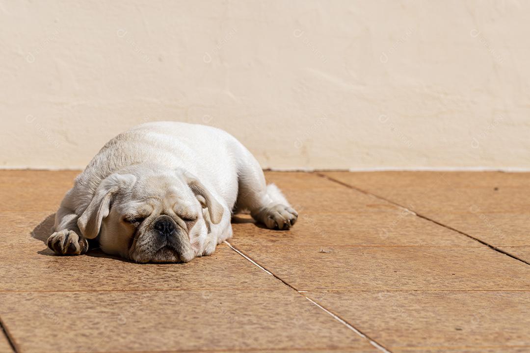 Cão de raça pug branco deitado tomando sol Imagem JPG