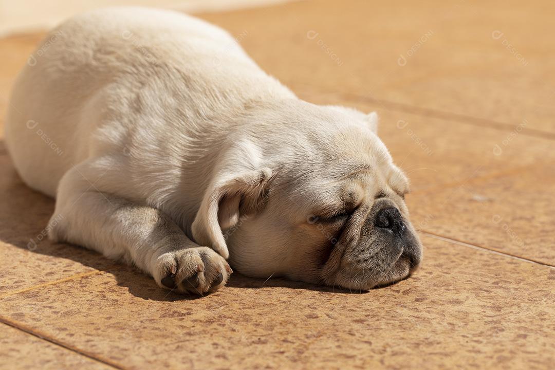 Cão de raça pug branco deitado tomando sol Imagem JPG