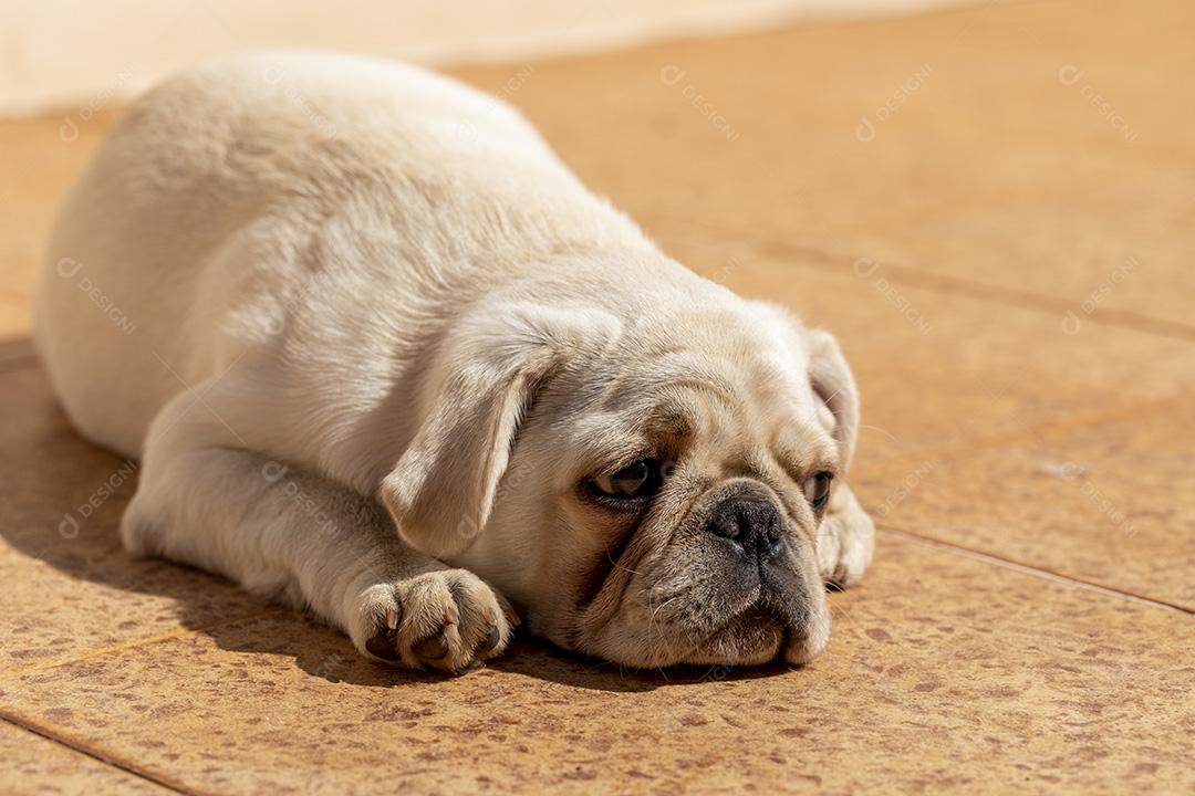 Cão de raça pug branco deitado tomando sol Imagem JPG