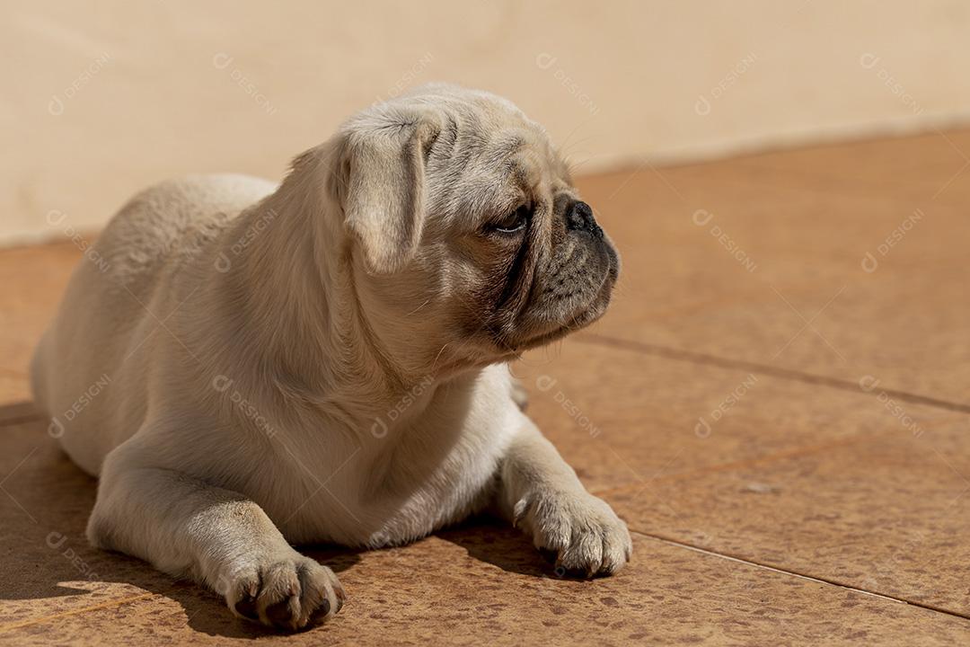 Cão de raça pug branco deitado tomando sol Imagem JPG