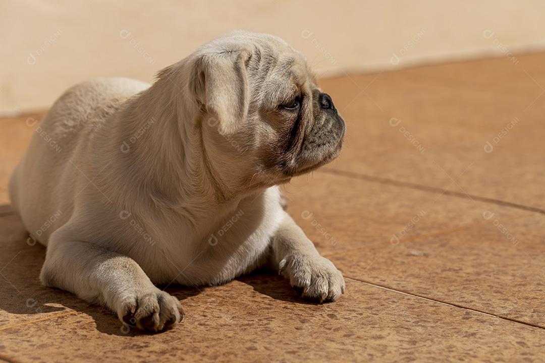 Cão de raça pug branco deitado tomando sol Imagem JPG