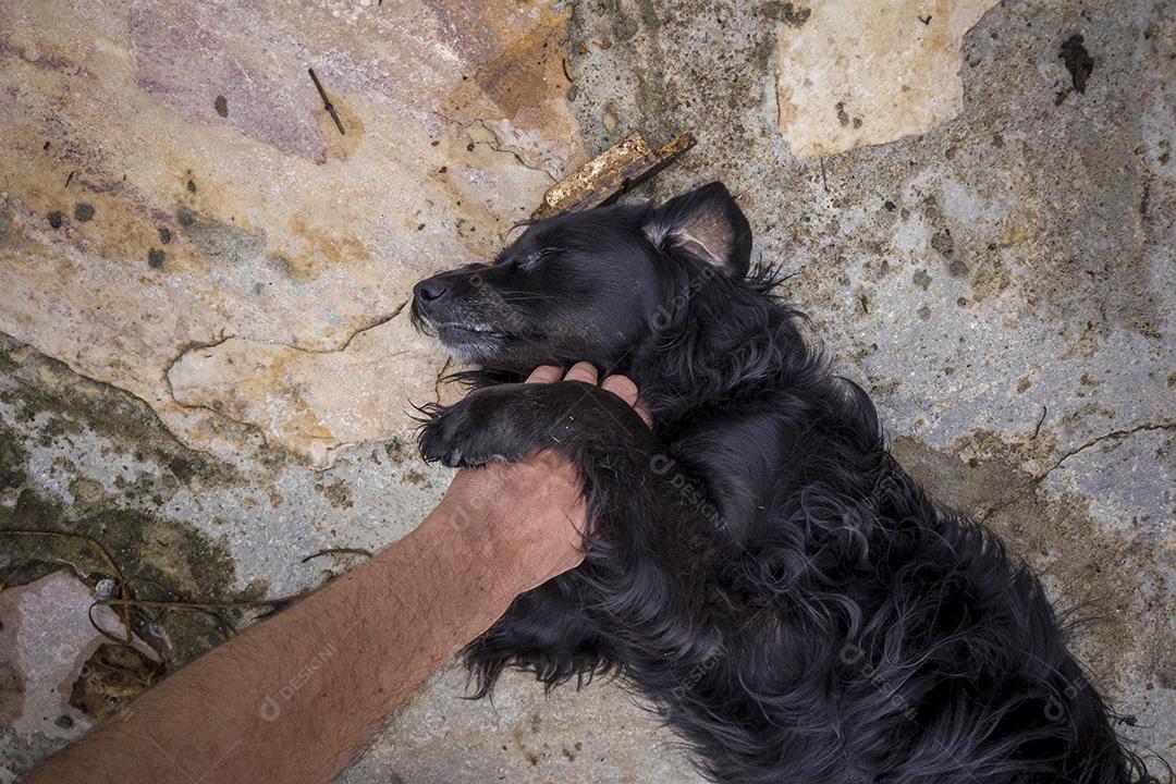 Mão de uma pessoa acariciando cachorro vira-lata Imagem JPG