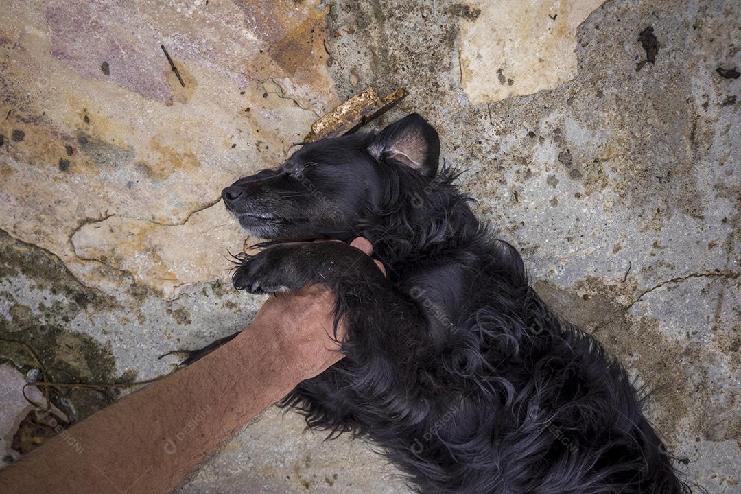 Mão de uma pessoa acariciando cachorro vira-lata Imagem JPG