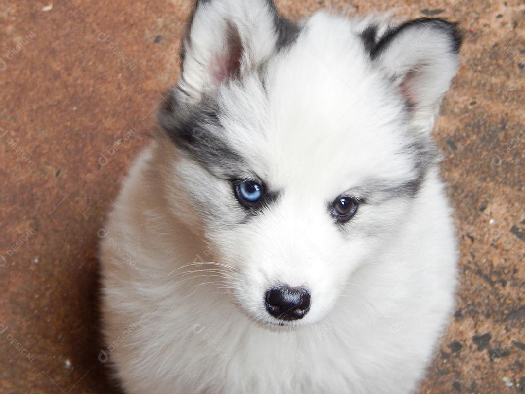 Filhote de husky siberiano com heterocromia sentado.Imagem JPG