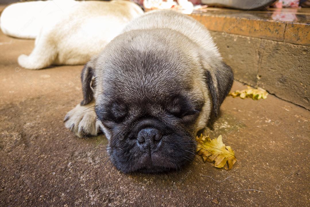 Filhotes de Pug deitados no chão de cimento dormindo imagem JPG