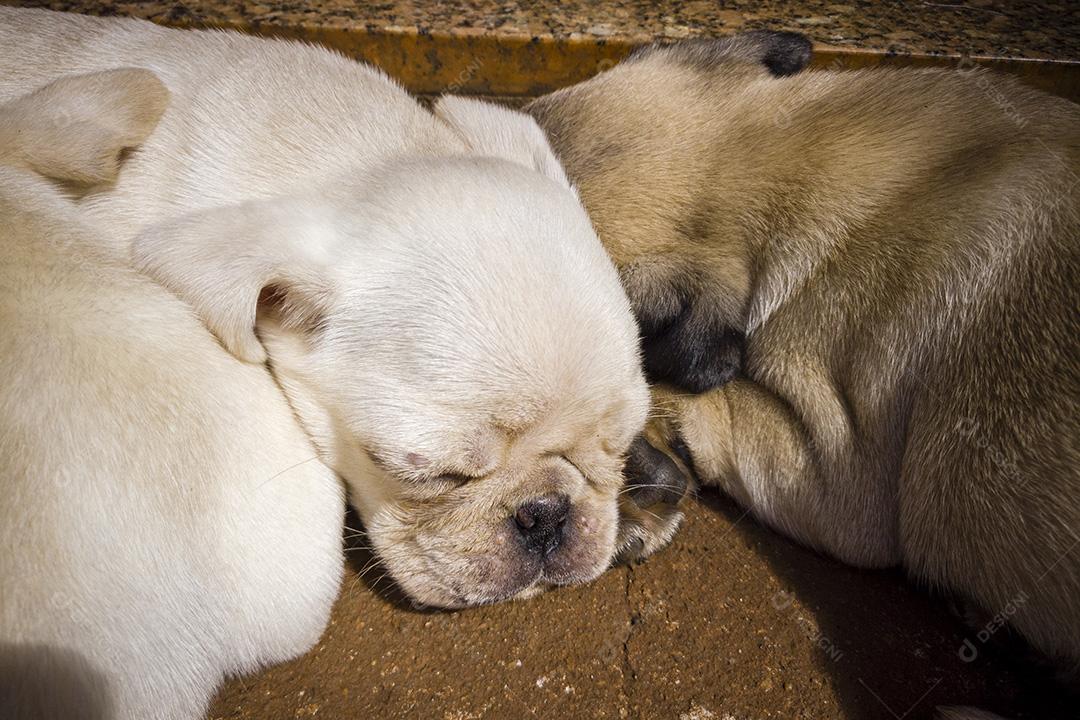 Filhotes de Pug deitados no chão de cimento dormindo imagem JPG