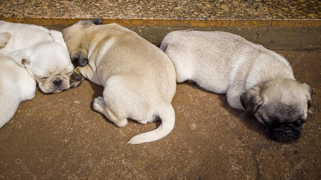 Filhotes de Pug deitados no chão de cimento dormindo imagem JPG