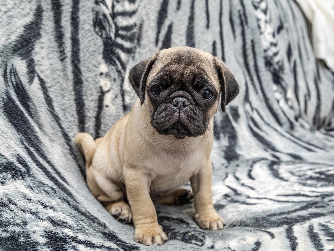 Fotos Closeup no cão pug, bebê com olhos grandes