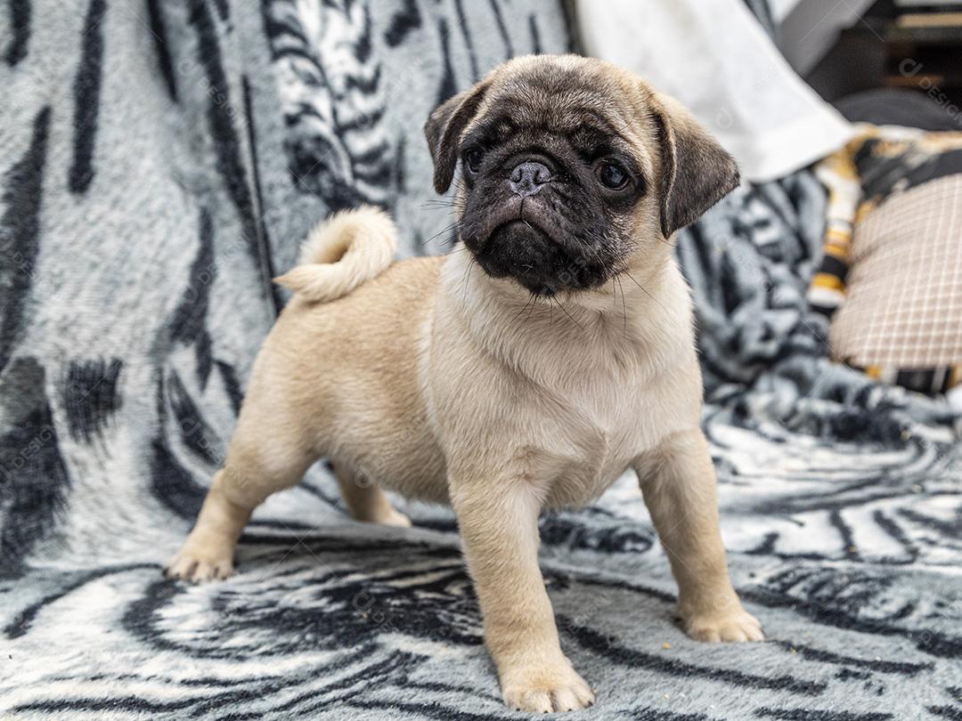 Fotos Closeup no cão pug, bebê com olhos grandes