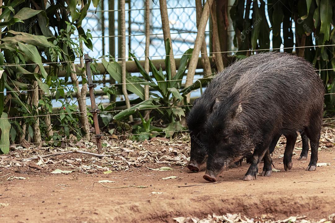 Casal de javalis descansando à sombra em um dia muito quente Imagem JPG